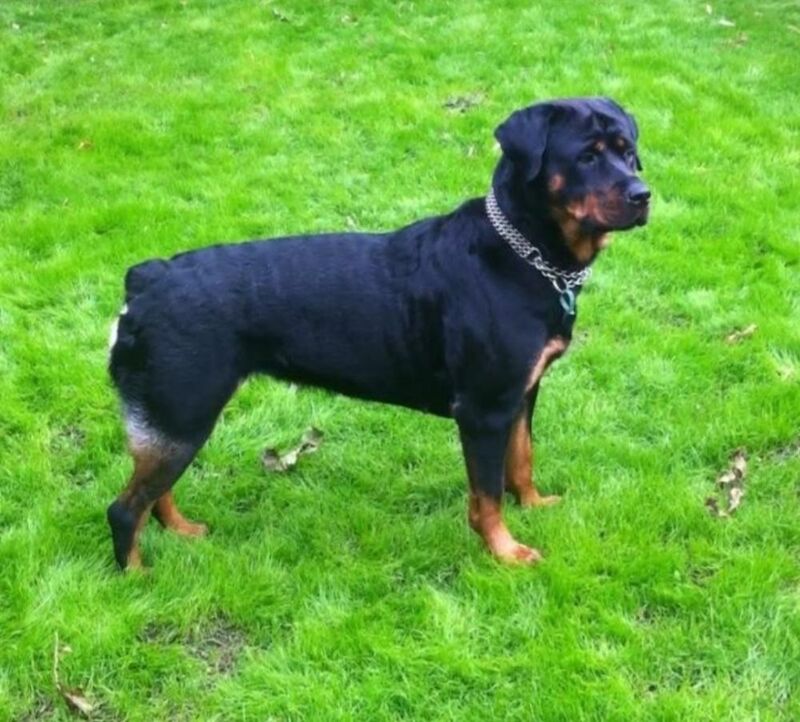 Looking to fill a Rottweiler or Rottweiler X bitch shaped hole in our family for sale in Carmarthen/Caerfyrddin, Carmarthenshire