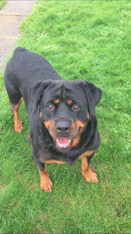 Looking to fill a Rottweiler or Rottweiler X bitch shaped hole in our family for sale in Carmarthen/Caerfyrddin, Carmarthenshire - Image 3