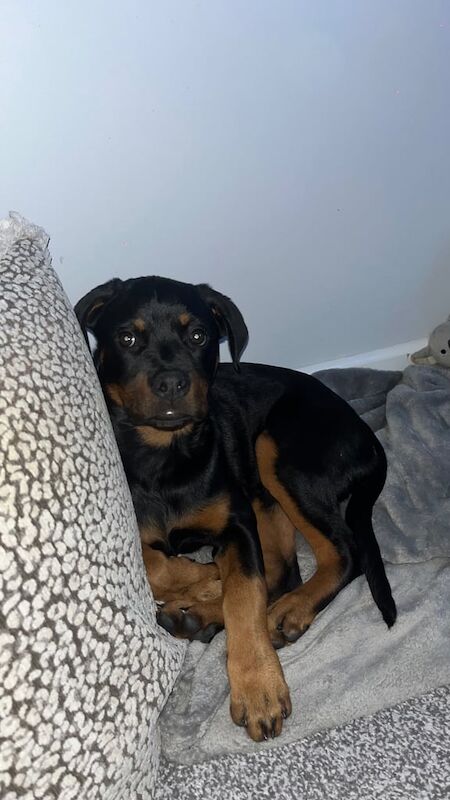 Lovely 4month puppy for sale in Southampton, Hampshire - Image 2