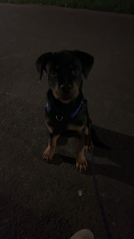 Lovely 4month puppy for sale in Southampton, Hampshire - Image 3