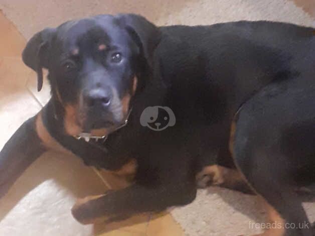 LOVELY FEMALE ROTTIE for sale in Exeter, Devon