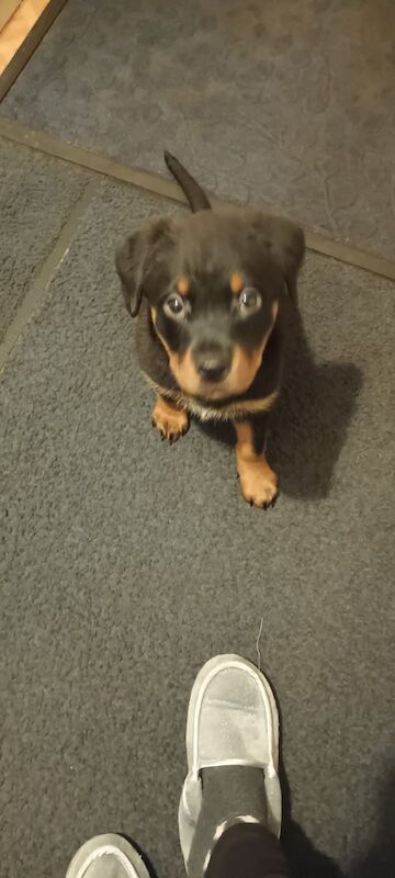 Loving Home for a Rottie pup for sale in Wisbech, Cambridgeshire