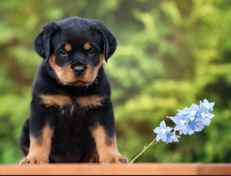 Loving Home for a Rottie pup for sale in Wisbech, Cambridgeshire - Image 2