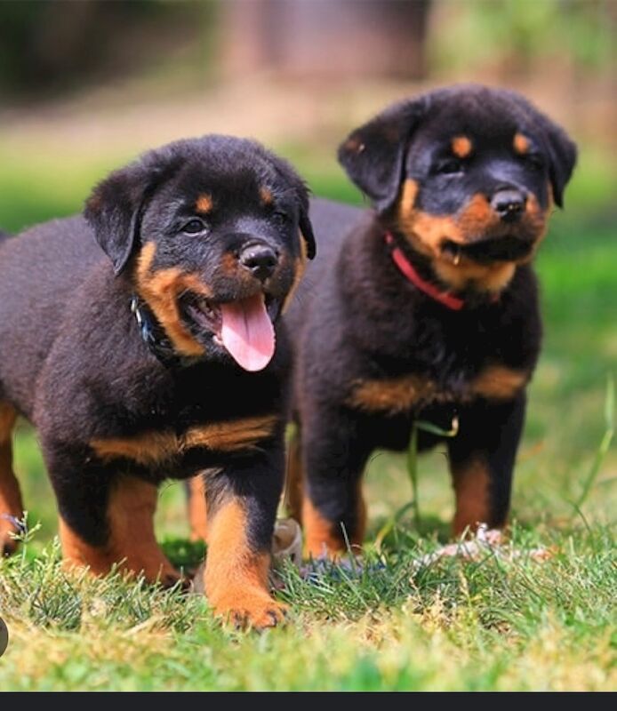 Loving Home for a Rottie pup for sale in Wisbech, Cambridgeshire - Image 3