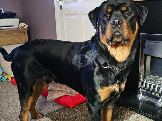 Male 18 Months old Rottweiler for sale in Selby, North Yorkshire