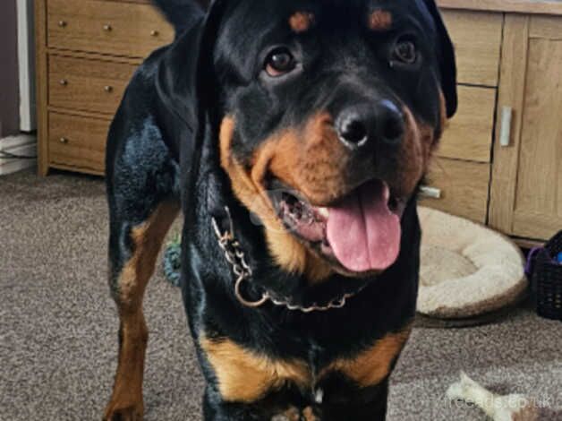 Male 18 Months old Rottweiler for sale in Selby, North Yorkshire - Image 2