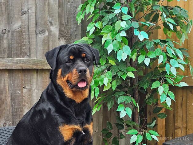 Male 18 Months old Rottweiler for sale in Selby, North Yorkshire - Image 3