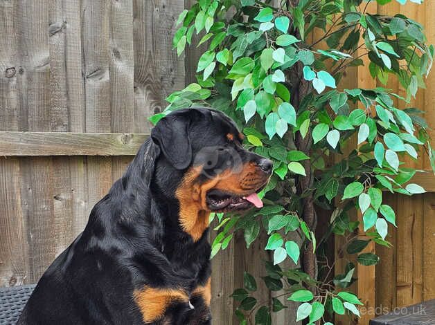 Male 18 Months old Rottweiler for sale in Selby, North Yorkshire - Image 4