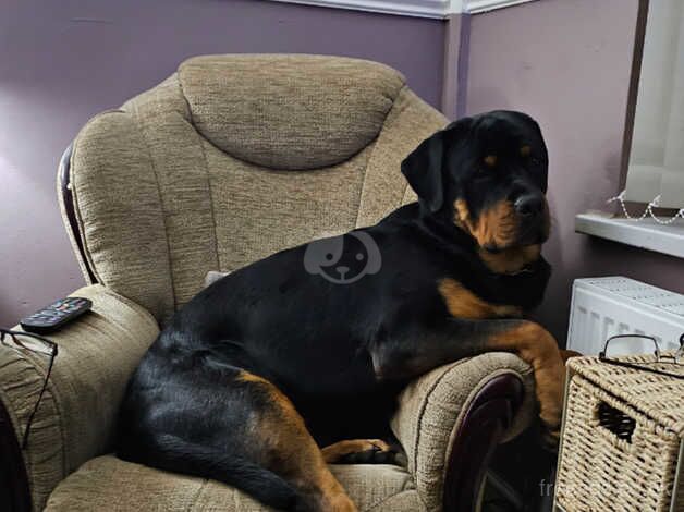 Male 18 Months old Rottweiler for sale in Selby, North Yorkshire - Image 5