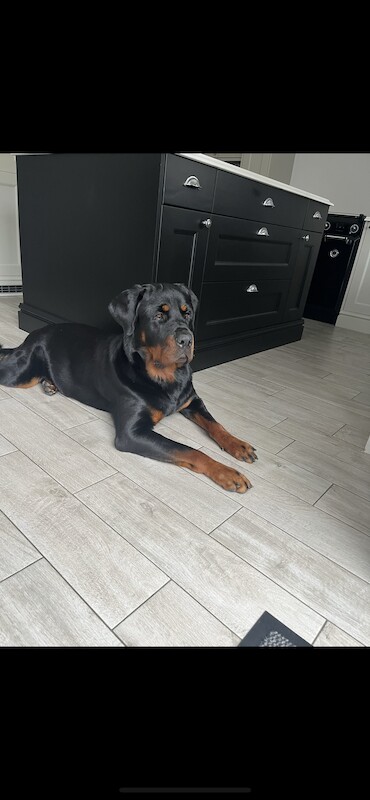 Male rottweiler for sale in Tolleshunt D'Arcy, Essex