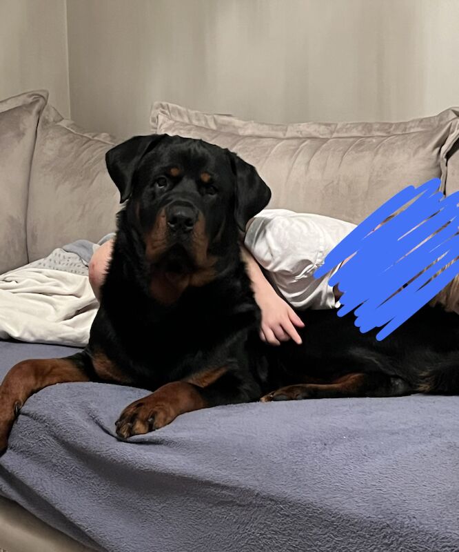 Male rottweiler for sale in Tolleshunt D'Arcy, Essex - Image 2