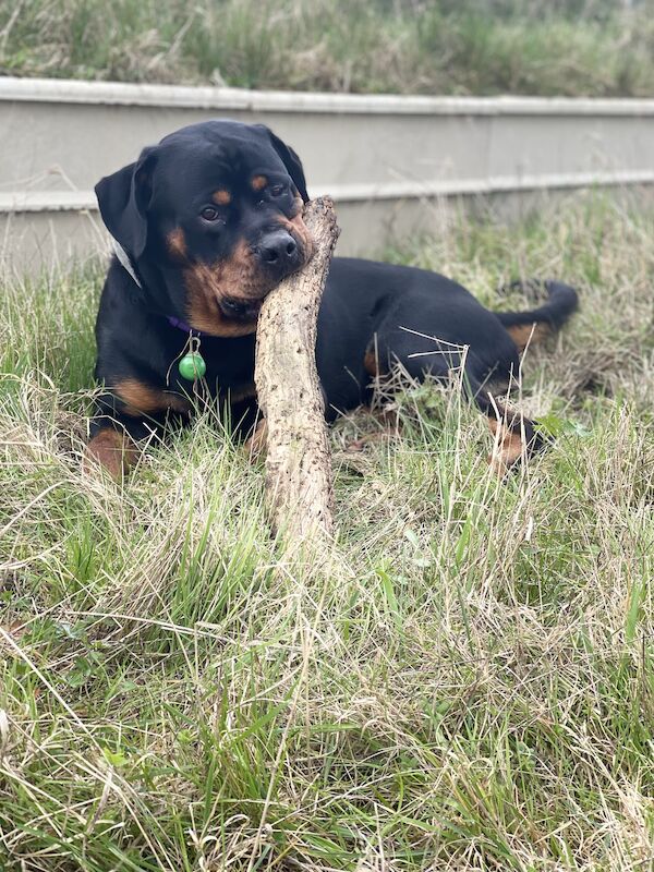 Male Rottweiler for sale in Wokingham, Berkshire - Image 1