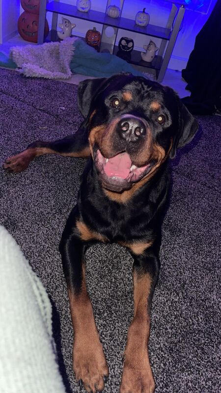 Male Rottweiler for sale in Wokingham, Berkshire - Image 2