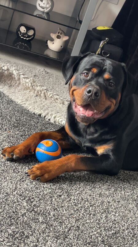 Male Rottweiler for sale in Wokingham, Berkshire - Image 3