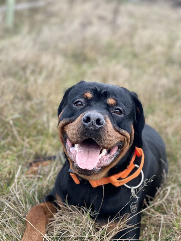 Male Rottweiler for sale in Wokingham, Berkshire - Image 5