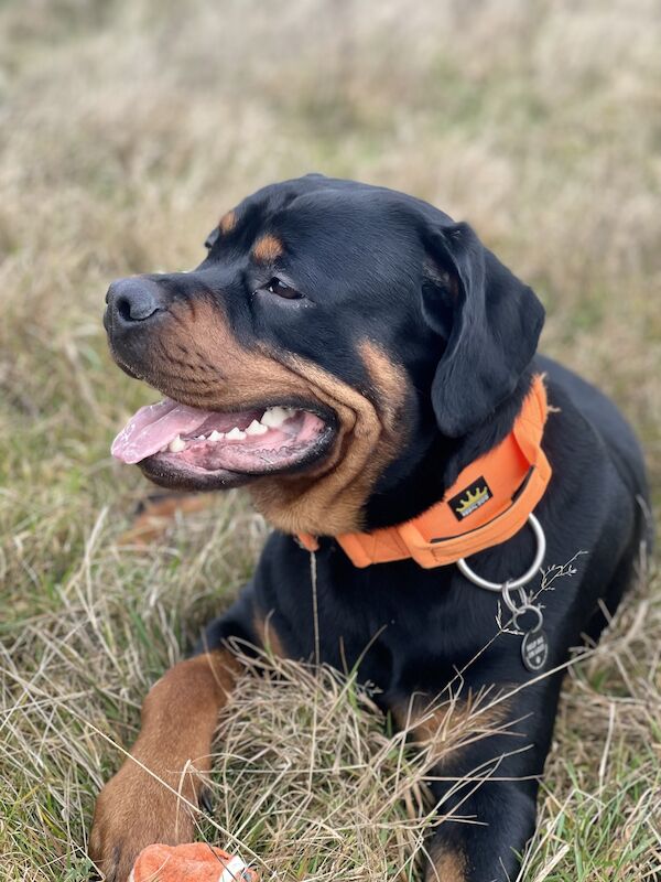 Male Rottweiler for sale in Wokingham, Berkshire - Image 6