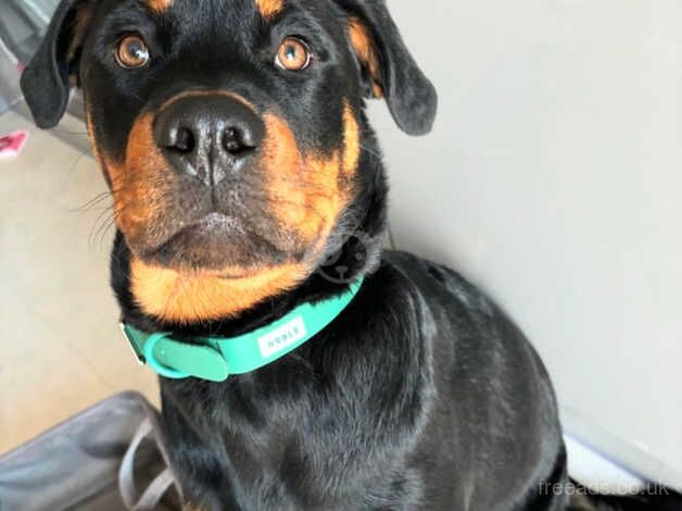 Male Rottweiler for rehoming for sale in Poulton-Le-Fylde, Lancashire