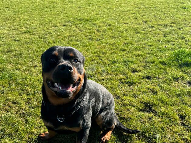 Male Rottweiler for sale in York, North Yorkshire