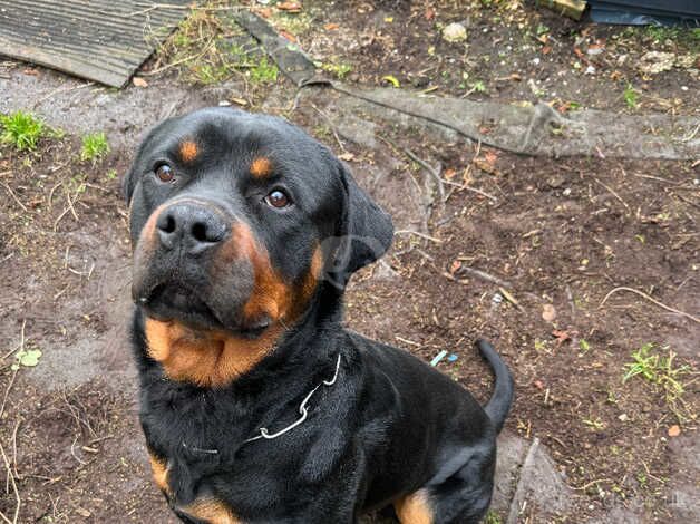 Male Rottweiler for sale in York, North Yorkshire - Image 2