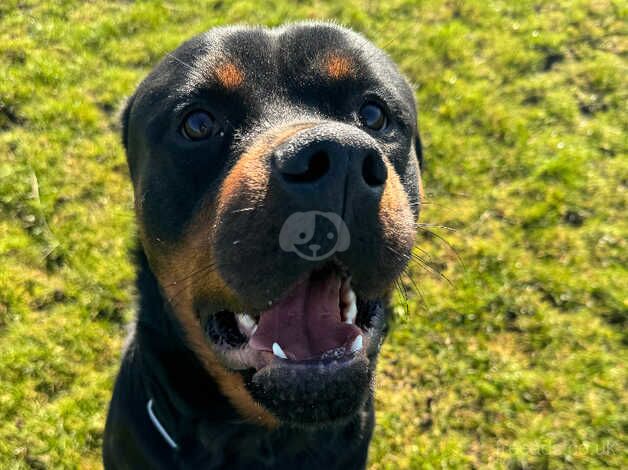 Male Rottweiler for sale in York, North Yorkshire - Image 3