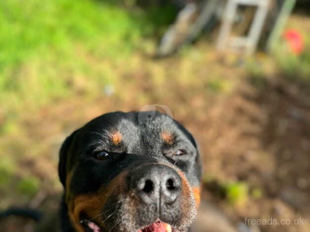 Male Rottweiler for sale in York, North Yorkshire - Image 4