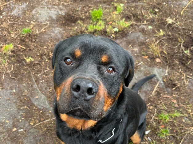 Male Rottweiler for sale in York, North Yorkshire - Image 5