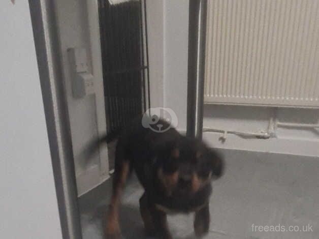 Mayhem female rottweiler puppy for sale in Welwyn Garden City, Hertfordshire