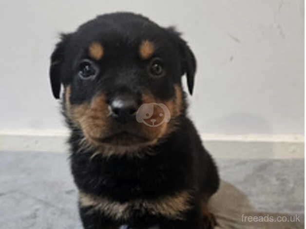 Mr.Stella_Rottweilers/ Pure Bread Rottweilers~LUZY~ 5*homes Stella - Female for sale in Manchester, Greater Manchester - Image 2