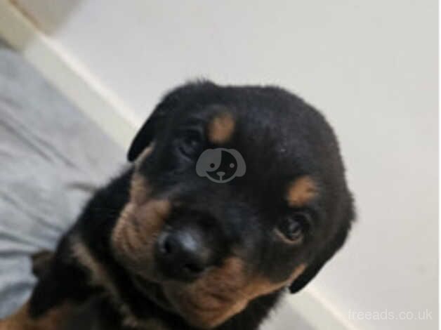 Mr.Stella_Rottweilers/ Pure Bread Rottweilers~LUZY~ 5*homes Stella - Female for sale in Manchester, Greater Manchester - Image 3