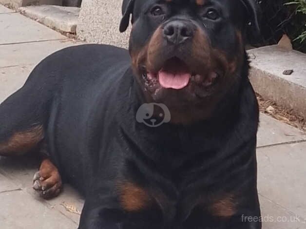 Need a good home for my 2 year old rotti for sale in Downham Market, Norfolk