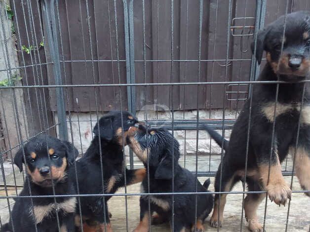 Old School German Breed Rottweiler for sale in Birmingham, West Midlands - Image 1