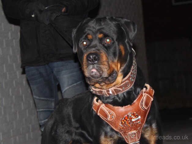 Old School German Breed Rottweiler for sale in Birmingham, West Midlands - Image 2