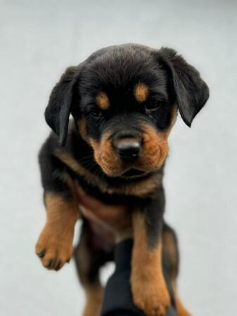 Pedigree Rottweiler Puppies For Sale in Chesterfield, Derbyshire