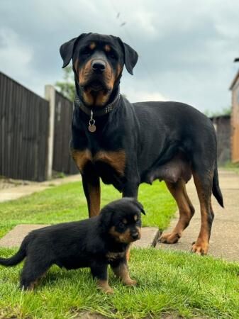 Pedigree Rottweiler Puppies For Sale in Chesterfield, Derbyshire - Image 2