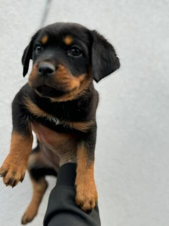Pedigree Rottweiler Puppies For Sale in Chesterfield, Derbyshire - Image 3