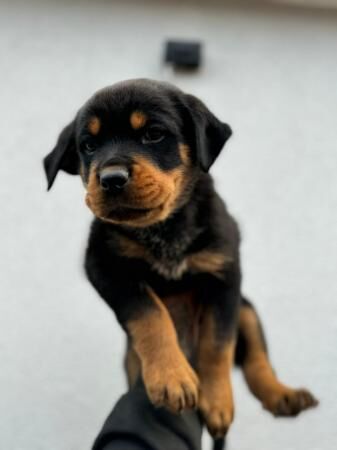 Pedigree Rottweiler Puppies For Sale in Chesterfield, Derbyshire - Image 4