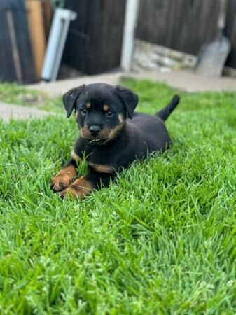 Pedigree Rottweiler Puppies For Sale in Chesterfield, Derbyshire - Image 5