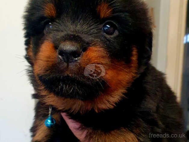 Puppy rottweiler for sale in Bilston, West Midlands