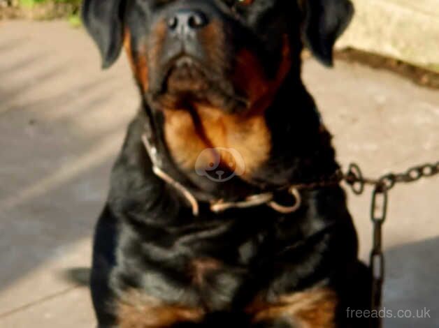 Puppy rottweiler for sale in Bilston, West Midlands - Image 2