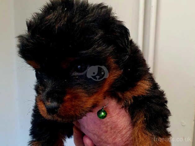 Puppy rottweiler for sale in Bilston, West Midlands - Image 3