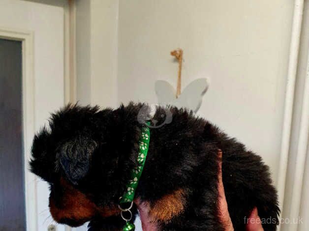 Puppy rottweiler for sale in Bilston, West Midlands - Image 4