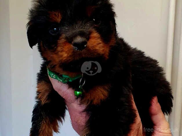 Puppy rottweiler for sale in Bilston, West Midlands - Image 5