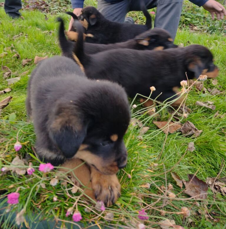 Full breed rottweiler hot sale puppies for sale