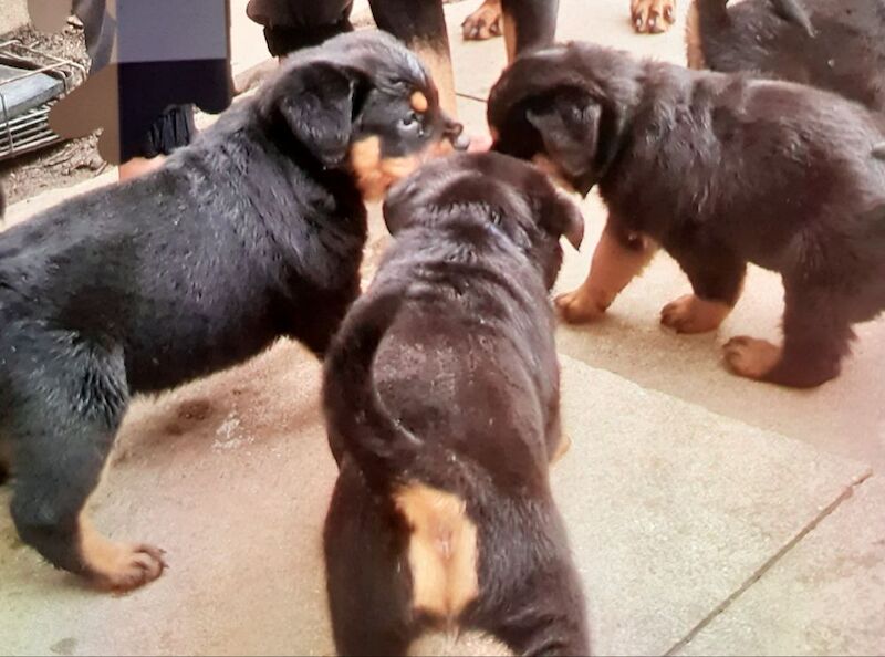 Pure rotty pups for sale in Bradford, West Yorkshire