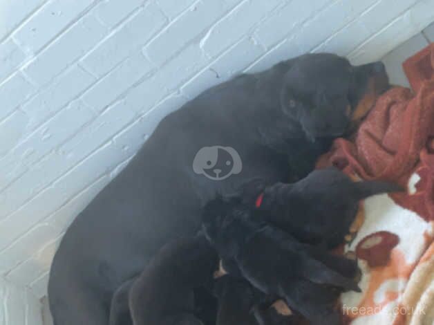 Ready in under 2 weeks-Rottweiler puppies for sale in Cambridge, Cambridgeshire