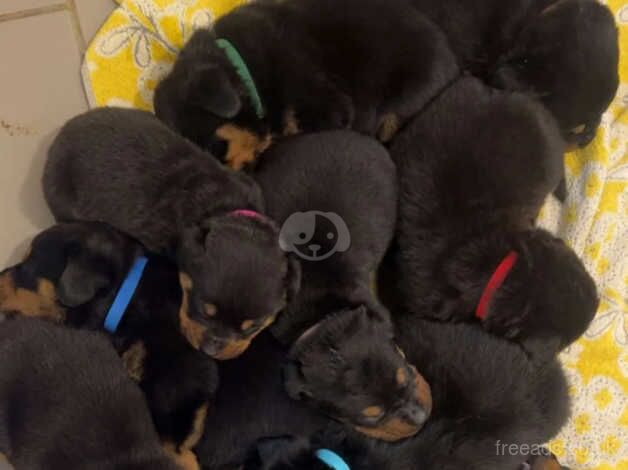 Ready in under 2 weeks-Rottweiler puppies for sale in Cambridge, Cambridgeshire - Image 2