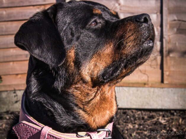 Ready in under 2 weeks-Rottweiler puppies for sale in Cambridge, Cambridgeshire - Image 3