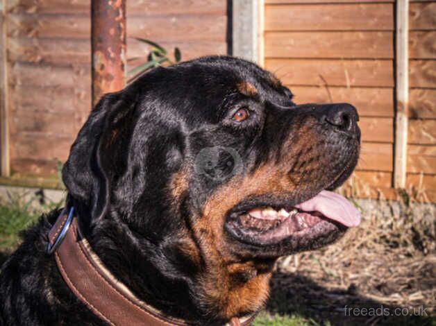 Ready in under 2 weeks-Rottweiler puppies for sale in Cambridge, Cambridgeshire - Image 4