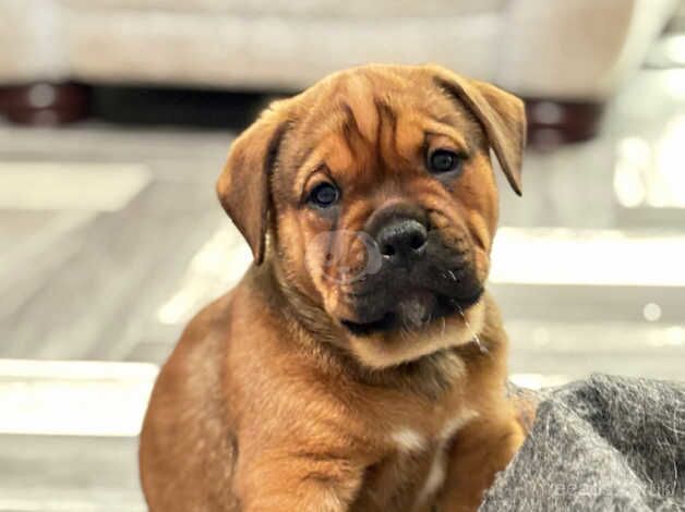 Ready now!! 5 Bullweiler puppies for sale in Grimsby, Lincolnshire - Image 1