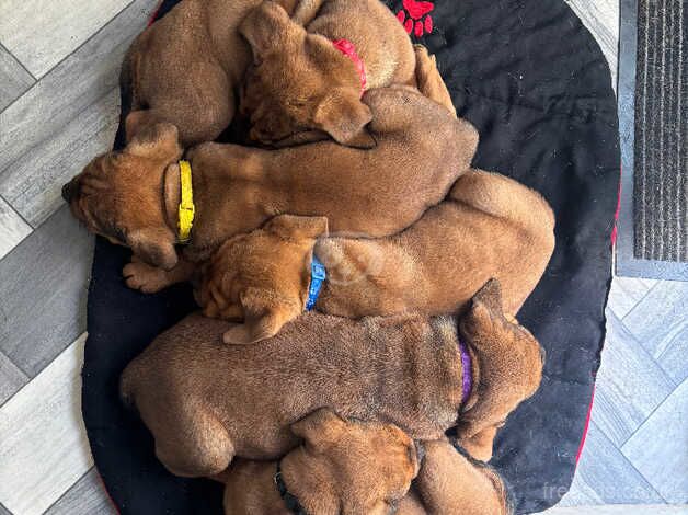 Ready now!! 5 Bullweiler puppies for sale in Grimsby, Lincolnshire - Image 4